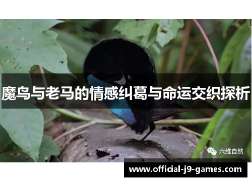 魔鸟与老马的情感纠葛与命运交织探析